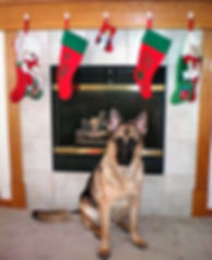 A German Shepherd rescue dog, trained in time to spend the holidays in a forever home
