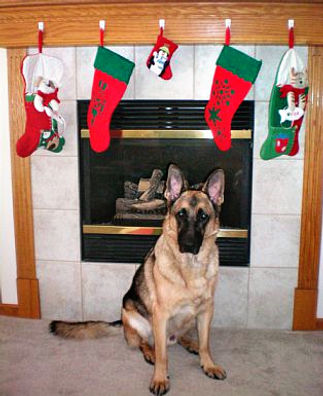 A German Shepherd rescue dog, trained in time to spend the holidays in a forever home