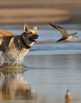 Gentle remote collar dog training leaves a dog free to romp - safely