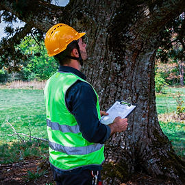 Baumbegutachtung