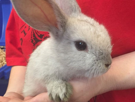 The Rabbits – Day 32