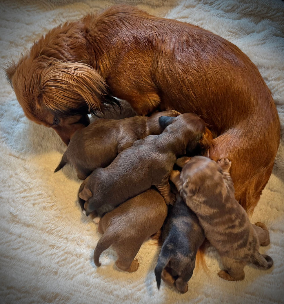 Wide angle view of a cozy puppy enclosure filled with playful puppies