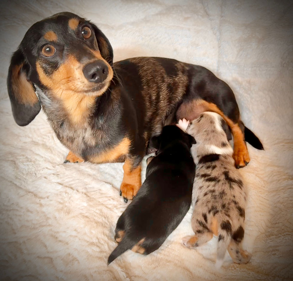 Eye-level view of a playful puppy exploring its surroundings