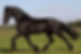Friesian horse trotting on meadow.jpg