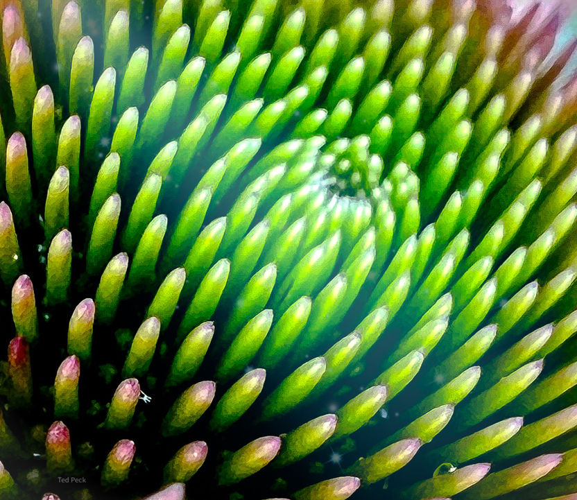 Ted Peck Photography | Nature