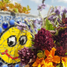 פרחים צבעוניים בגינת מרפא