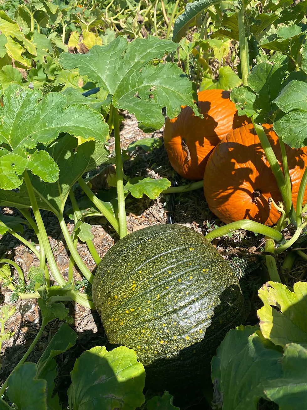 Changing Colors at the Patch