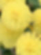 Golden-Wattle-blossom-close-up-9-Sept-2021.jpg