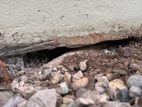 Effective Pest Control Solutions for Your Home in the Cotswolds