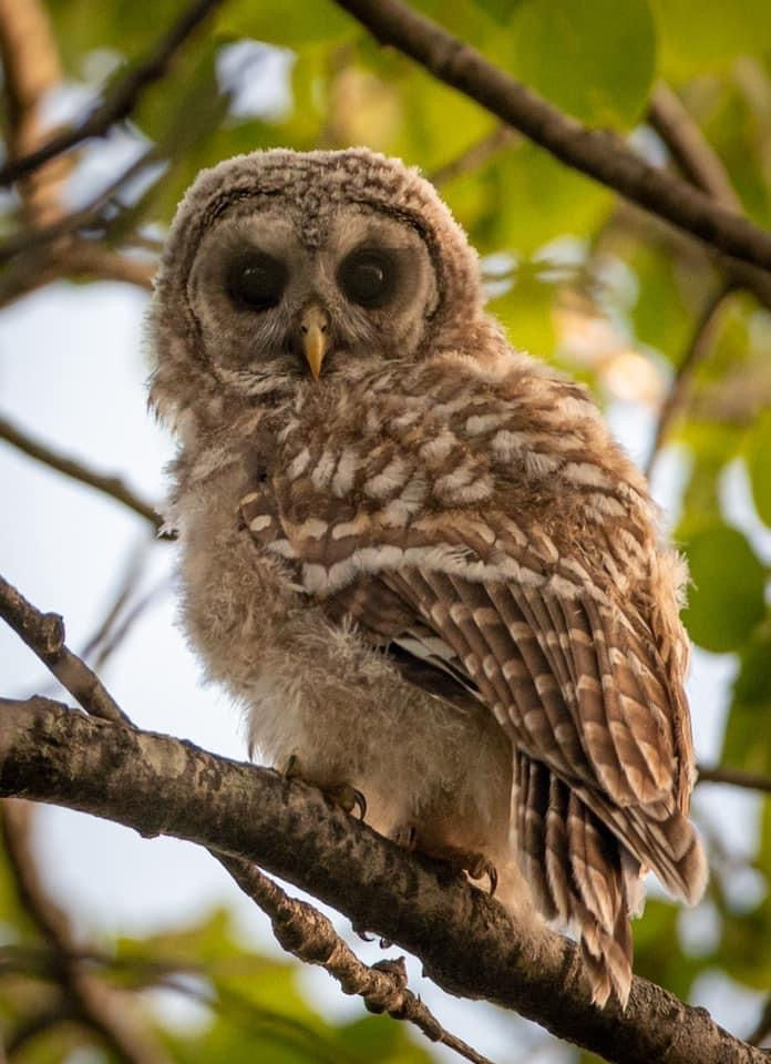 Baby Owl in Maine 11x14