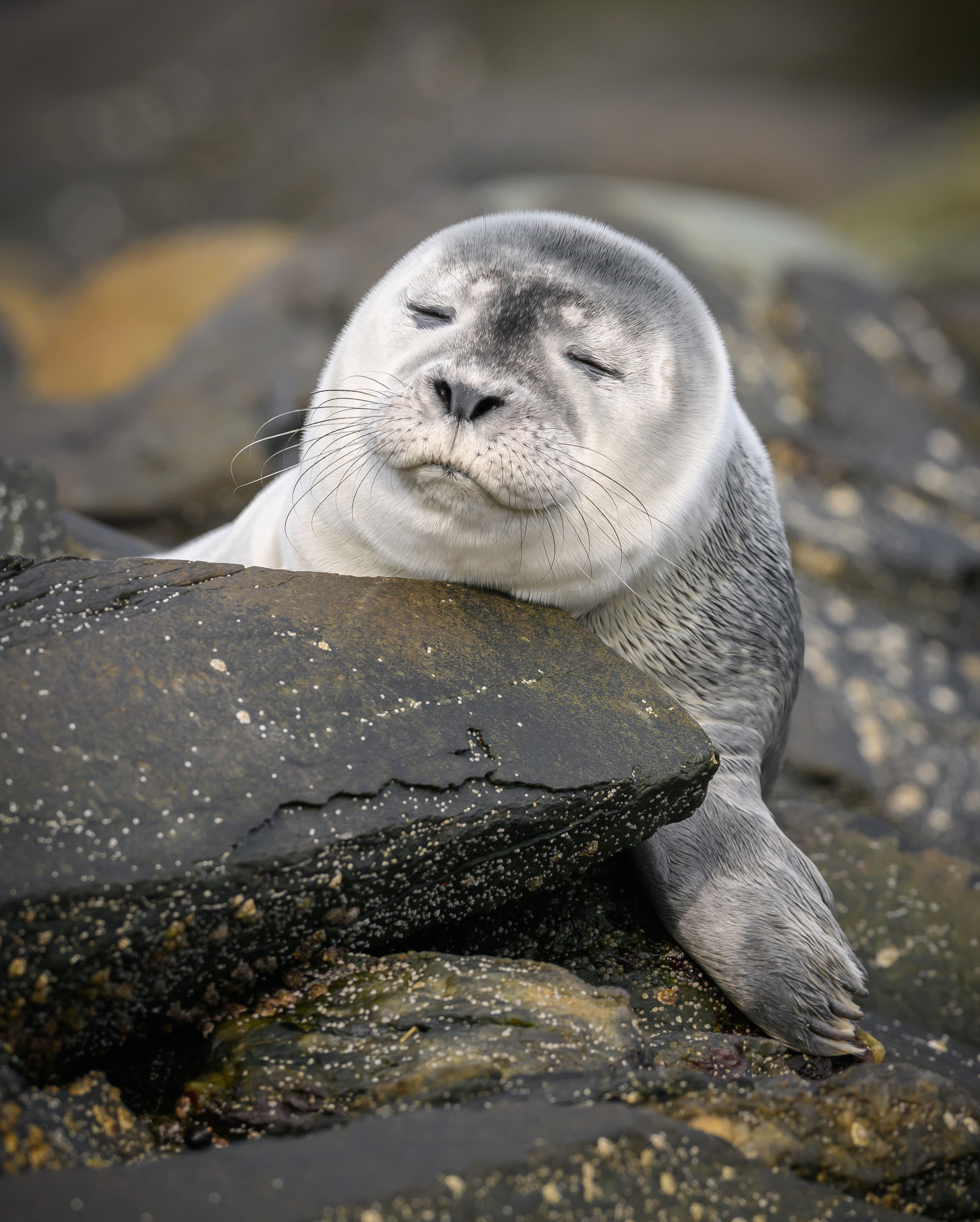 Maine Baby Seal 16x20 Canvas