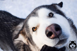 BkRik9GEhbI