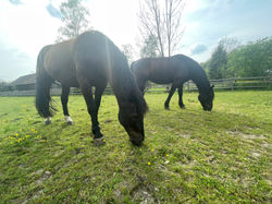 Foto 10.05.22, 16 15 39.jpg