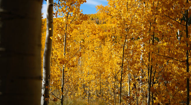 Golden yellow aspen trees.