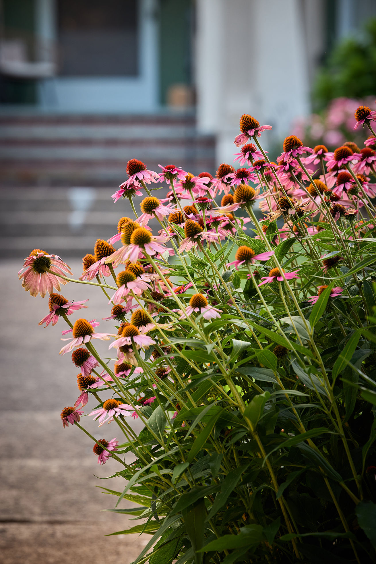 Purple Coneflower