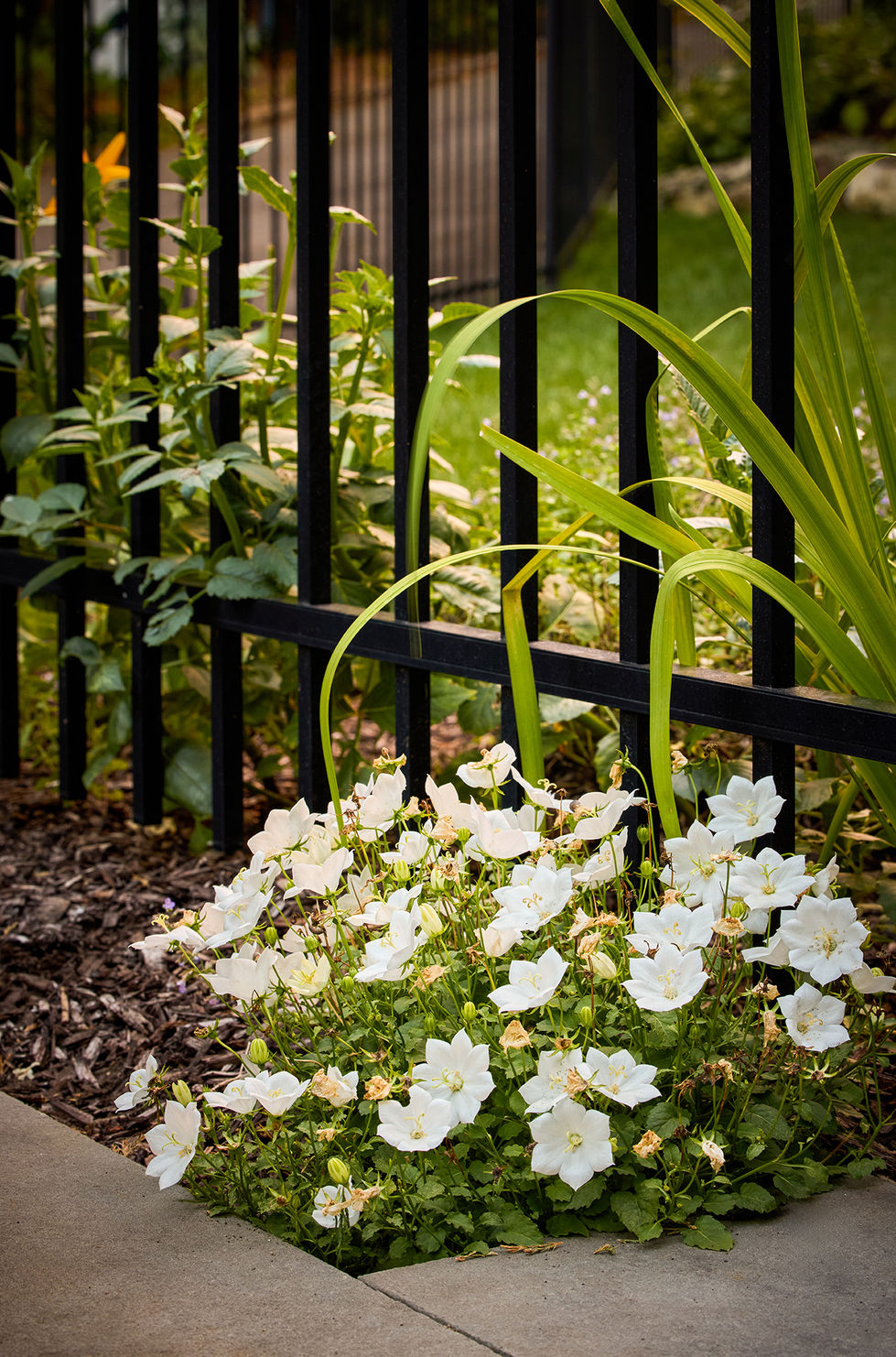 White Balloon Flower