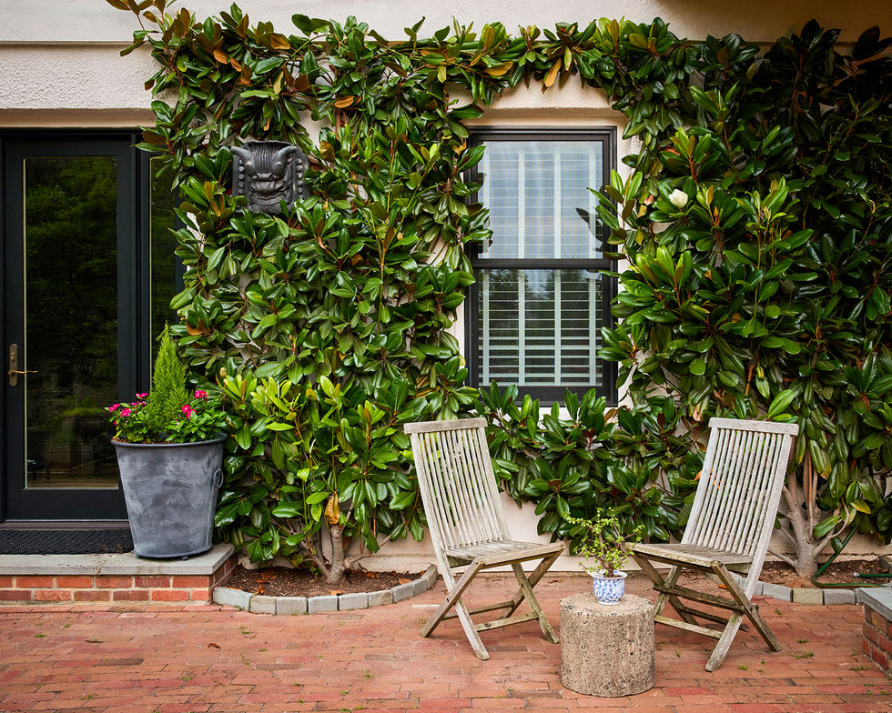 Espaliered Southern Magnolias