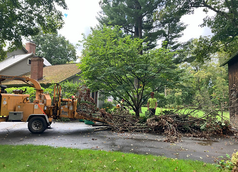 McClean Tree Work.jpeg