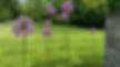McClean Avon Gardening 3_edited.jpg