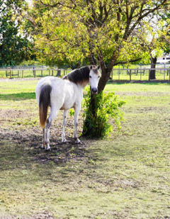 Equine Riding Davie