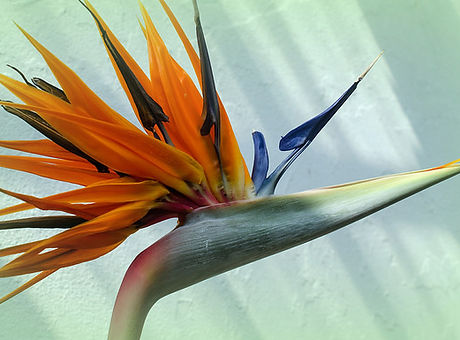 Flowers_009_BirdofParadise_Commons.jpg