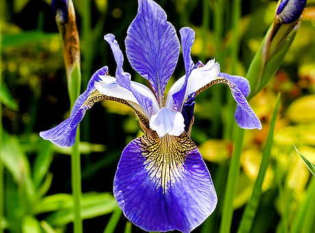 Flowers_025_Iris_Commons.jpg