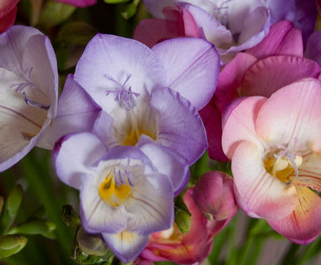 Flowers_007_Freesia_Commons.jpg
