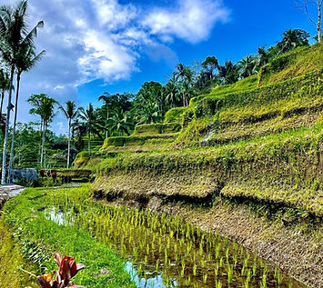 RICE FIELDS 22.jpg