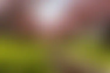 Ver Florecer la Primavera