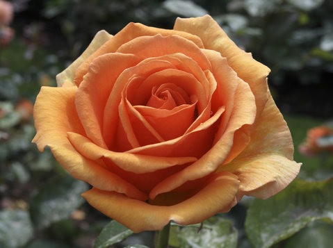 Bora Bora Plants Rose World