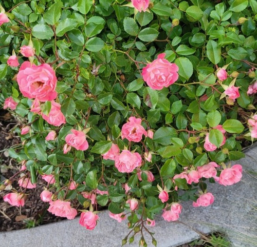 Cheeks Like Roses Clg Rosy Cheeks | Plants Rose World
