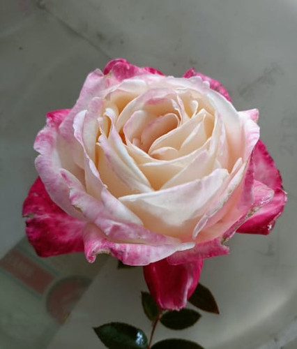 Insv Roses Invetation | Plants Rose World