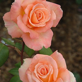 H.T Rose (Hybrid Rose) | Puspanjali Pranabir 8/16