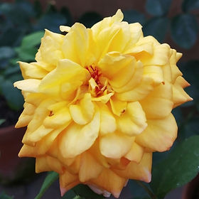 Rose様☆専用ページ Fragrant Rose | Puspanjali Pranabir