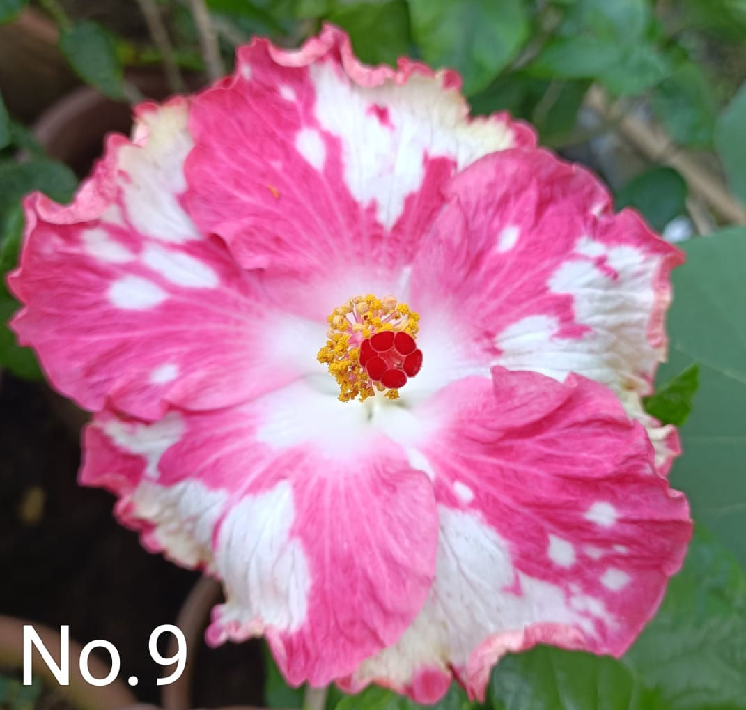 HYBISCUS 9