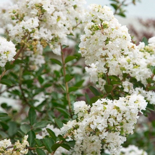 lagerstroemia-indica-white-plant-puspanjali-pranabir