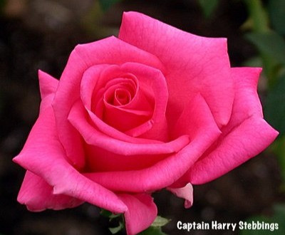 Red Roses Captan Captain Harry Stebbings | Plants Rose World