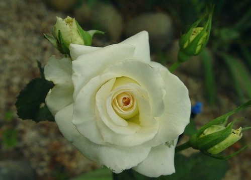 White Success | Plants Rose World