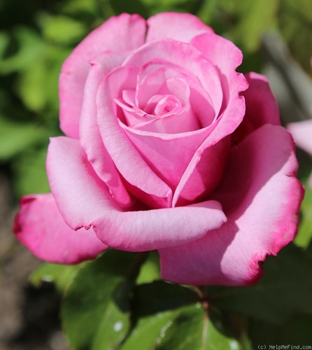 Barbra Streisand | Plants Rose World