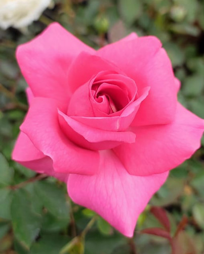 Hosna Roses Hasina | Plants Rose World