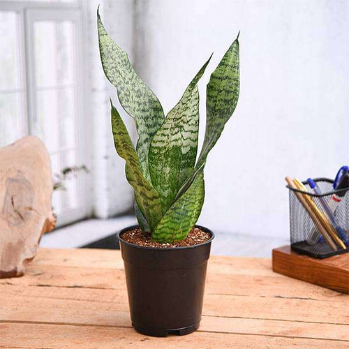 plant lamps indoor plants LetPot 60-watt Smart Full Spectrum Indoor Plant Grow Lights main image 1