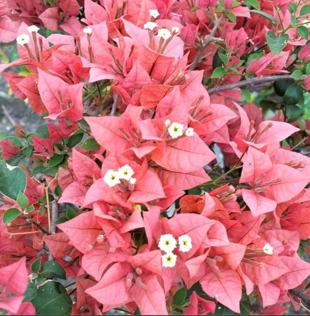 Bougainville Brezza peach Premium 