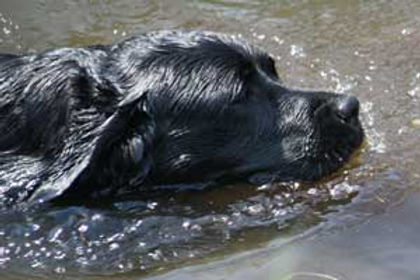 billy_schwimm04.12.jpg