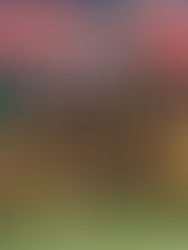 Japan’s Lasting Legacy at the Dallas Cup