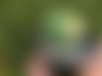 Suculentas - Fungos ou Queimaduras?