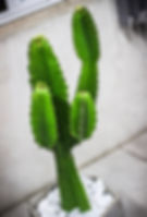 ree