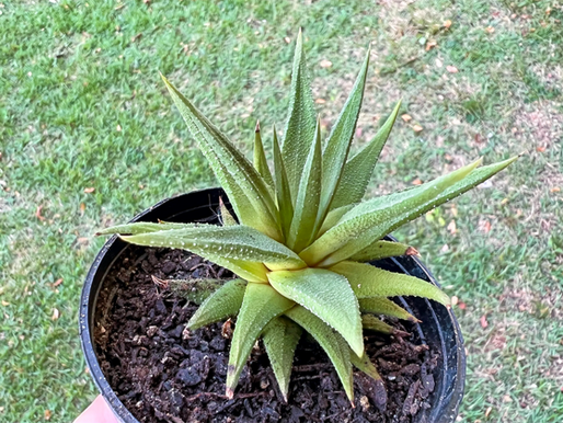 Haworthiopsis attenuata var. glabrata