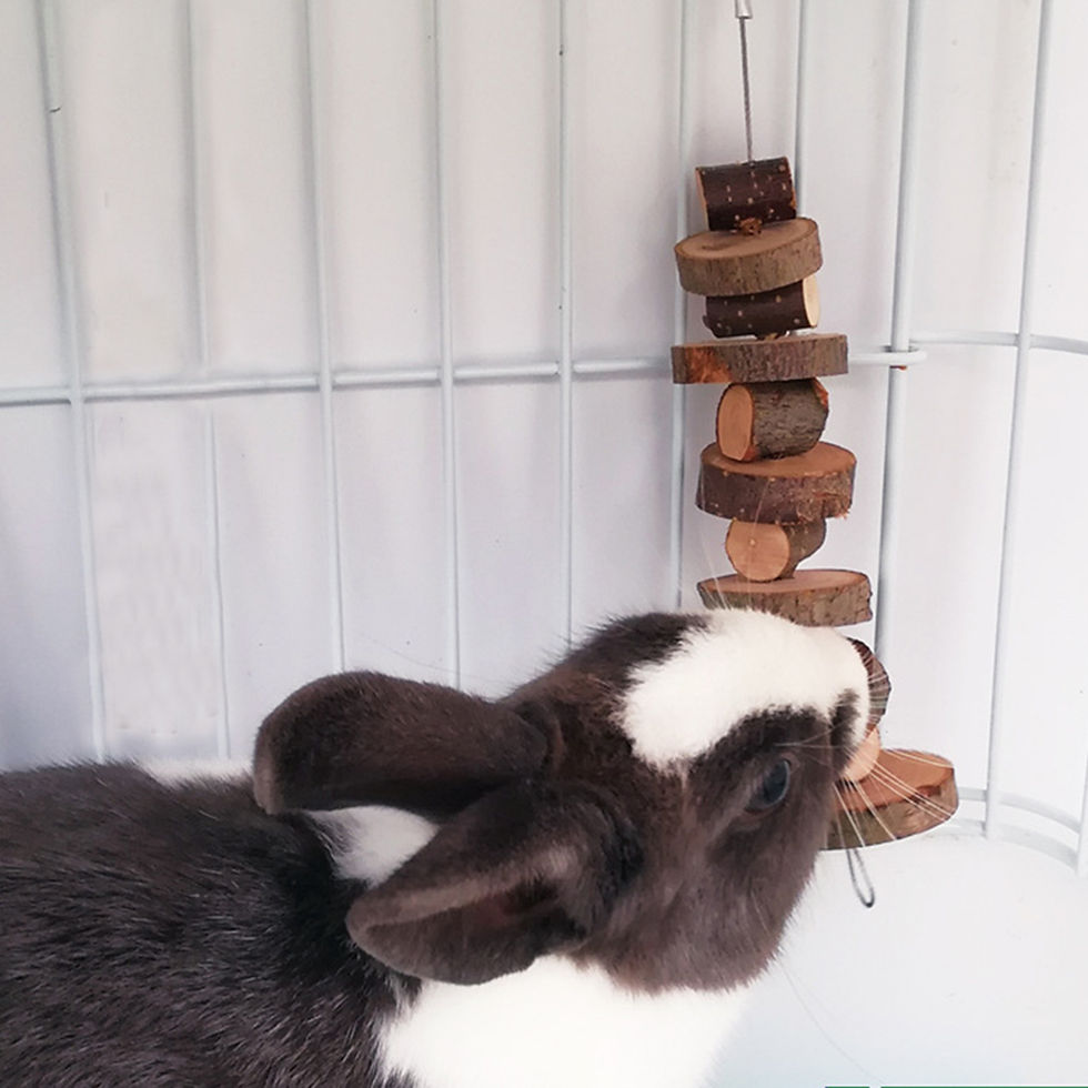 Thumbnail: The Orchard Nibbler: Organic Apple Wood Dental Chews