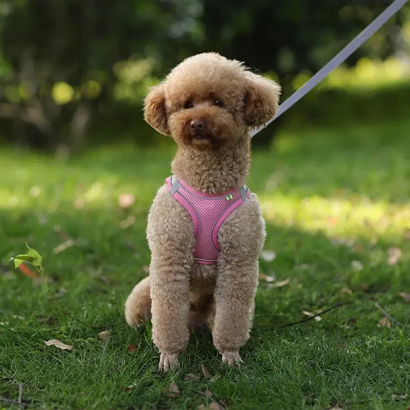 Thumbnail: Adjustable Dog Harness & Leash Set