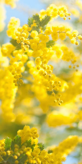 Mimosa in Blossom